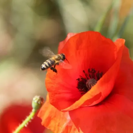 Des Teullieres * Junas