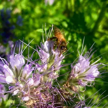 Дом отдыха Des Teullieres