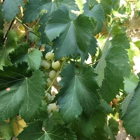 Des Teullieres Dom wakacyjny Junas