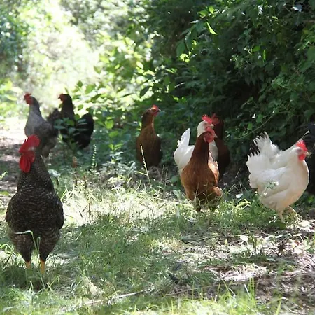 Дом отдыха Des Teullieres *